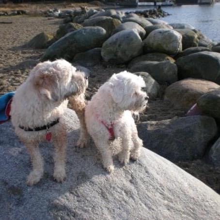 Small dogs in Bedford Nova Scotia