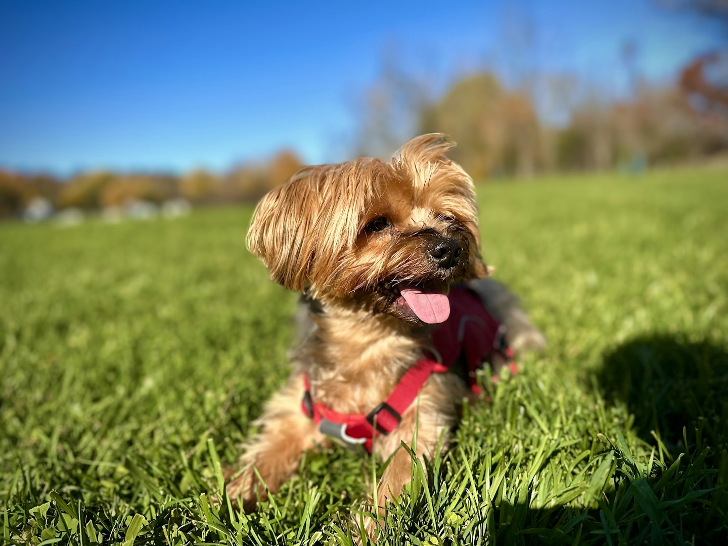 bedford-waterfront-dog-walker