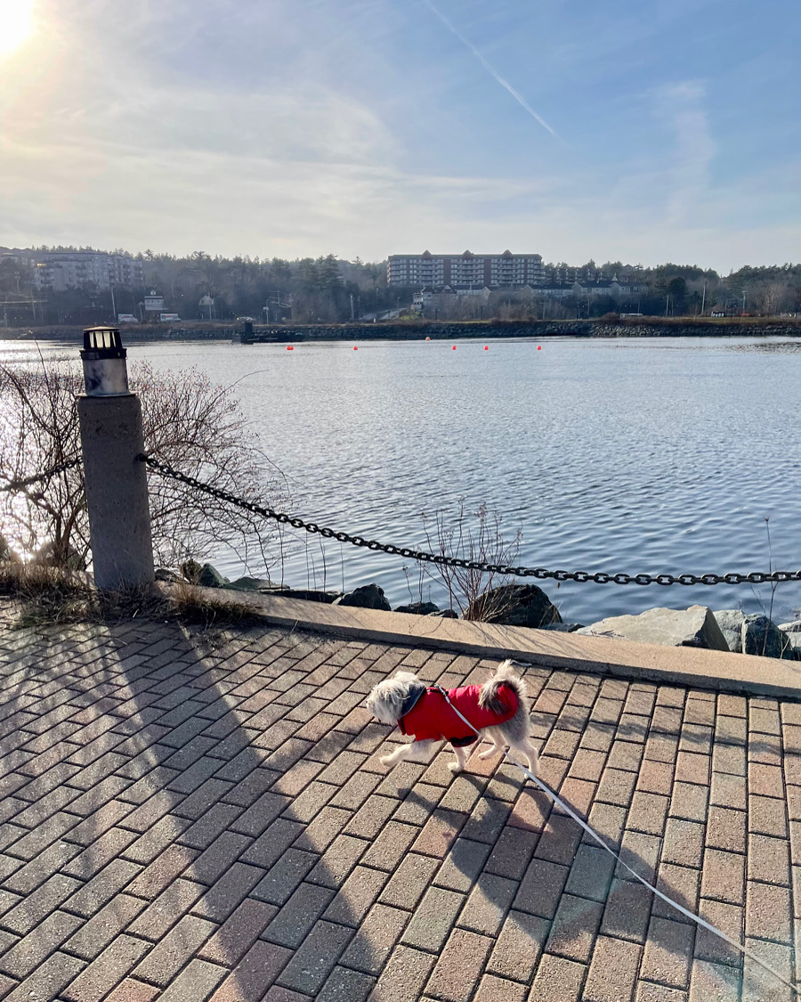 bedford-ns-dog-walkers