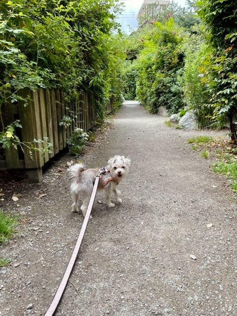 small dog walking west bedford ns