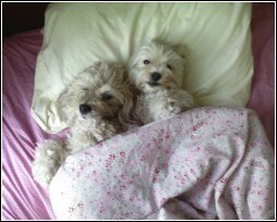 Pet sitting adorable small dogs in Bedford Halifax