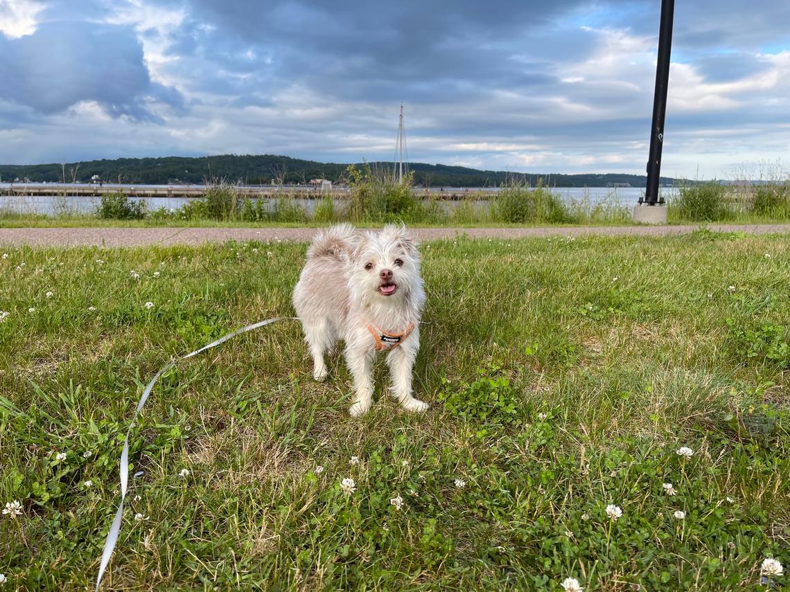 Small dog Bedford Waterfront NS Canada